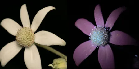 Luminous Life: A Twilight Discovery Experience at ANBG