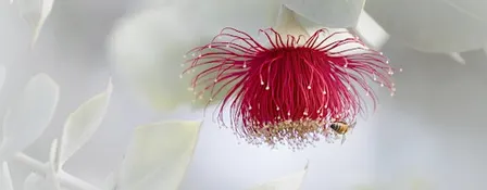Discover the wonder of wildflower photography and chaotic variables.