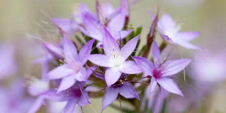 Discover the wonders of wildflower photography and chaotic variables.