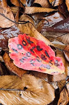 Reimagining nature with children - an immersive training day