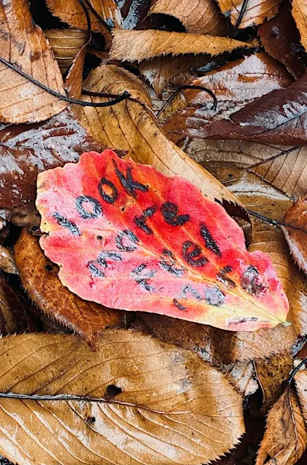 Reimagining nature with children - an immersive training day