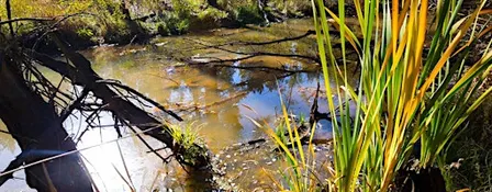 Sortie "Zones humides : une biodiversité à explorer" à Steinbrunn-Le-Bas