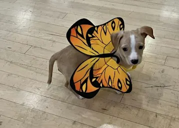 Rescue Puppy Yoga Halloween - The Denver Athletic Club