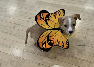 Rescue Puppy Yoga Halloween - The Denver Athletic Club