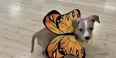Rescue Puppy Yoga Halloween - The Denver Athletic Club