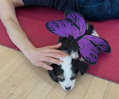 Rescue Puppy Yoga - Bellevue Family YMCA