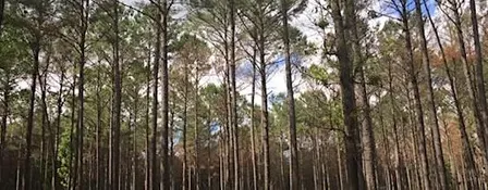 Forest Landowner Conference