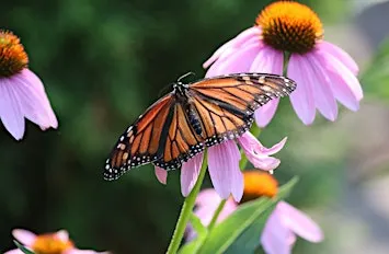 Pollinator Pathways