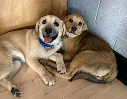 Rescue Puppy Yoga @ Soul Friends