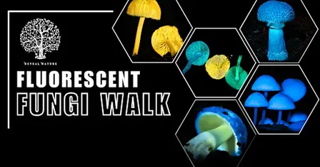 Fluorescent Fungi Mousehold Heath 4