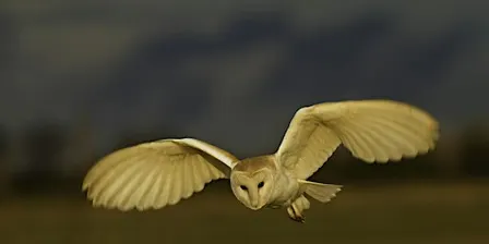 Owl Talk and Pellet Dissection (for adults) - Sutton Courtenay, Wednesday 21 October