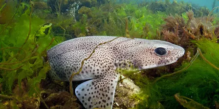 Wildlife Rangers for 12-16yr olds, Rottingdean Beach (110237035)