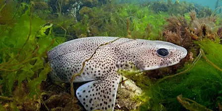 Wildlife Rangers for 12-16yr olds, Rottingdean Beach (110237035)