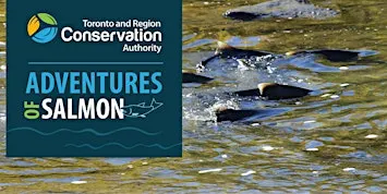 Salmon Walk at Marie Curtis Park | 9:00 AM