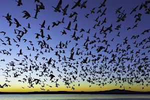 Falling for Birds: A Migratory Experience - Goat Hill Preserve