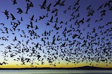 Falling for Birds: A Migratory Experience