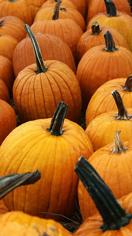 Fall Fest for Ronald McDonald House
