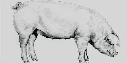 Whole Hog Butchery Workshop