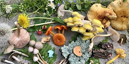 Mushroom Walk