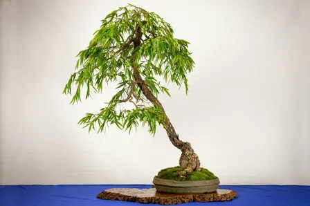 The Bonsai Society of WA Inc. 50th Anniversary Bonsai Exhibition