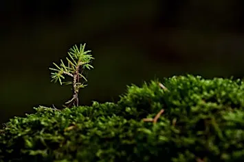 Cost of carbon capture: creating a wee forest on a small budget