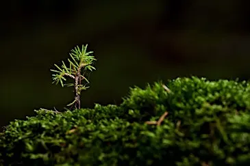 Cost of carbon capture: creating a wee forest on a small budget