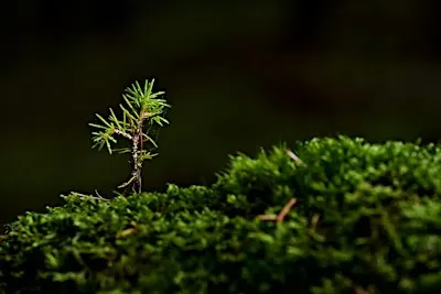 Cost of carbon capture: creating a wee forest on a small budget