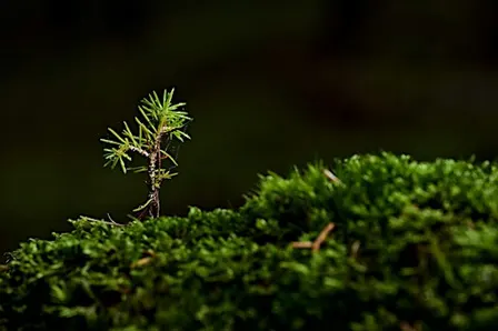 Cost of carbon capture: creating a wee forest on a small budget
