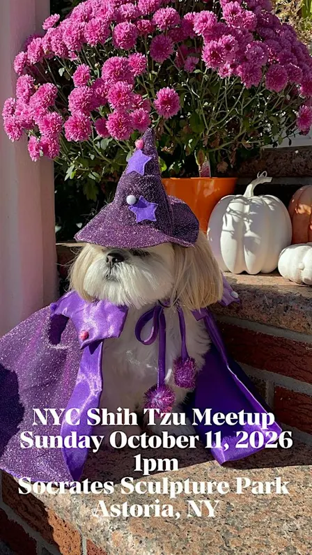 NYC SHIH TZU MEETUP, THE OG