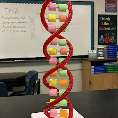 Hands-On STEM Workshop: Build an Edible DNA Helix- FREE EVENT