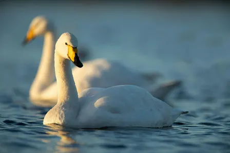Coach Trip: WWT Welney