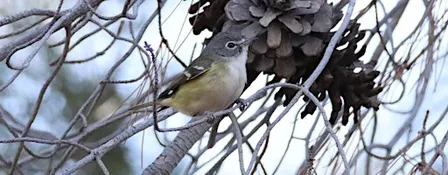 Fall Bird walk at FENCE