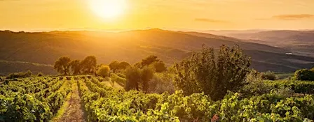 Italian Wine Dinner: Under the Tuscan Sun