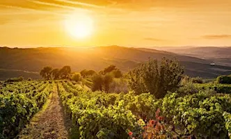 Italian Wine Dinner: Under the Tuscan Sun