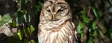Owl Prowl at FENCE