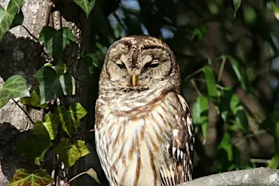 Owl Prowl at FENCE