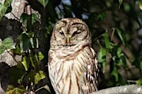 Owl Prowl at FENCE