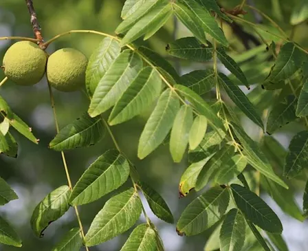 Tree Collection Walk: Walnuts and Hickories