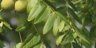 Tree Collection Walk: Walnuts and Hickories