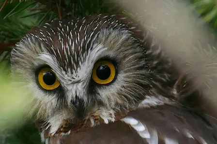 Owl Prowl at Claireville Outdoor Education Centre