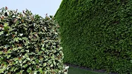 Using Hedgerows in your Garden Design