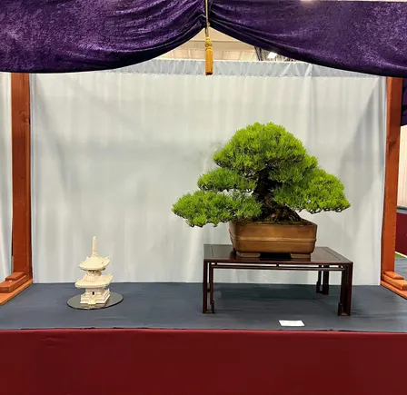 Japanfest 2026 Bonsai Workshop