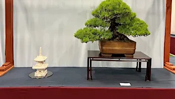 Japanfest 2026 Bonsai Workshop