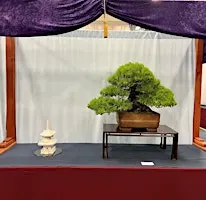 Japanfest 2026 Bonsai Workshop