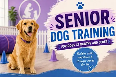 Saturday Group Dog Training Classes | Senior (+12 months)