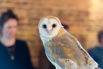 Wild Life Drawing: Amazing Owls
