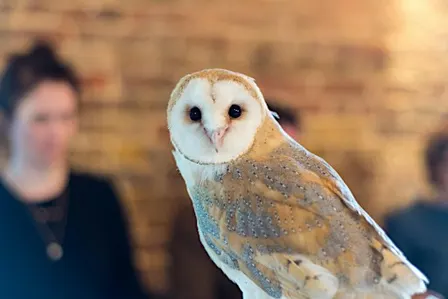 Wild Life Drawing: Amazing Owls