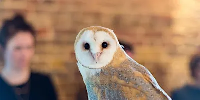 Wild Life Drawing: Amazing Owls
