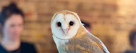 Wild Life Drawing: Amazing Owls
