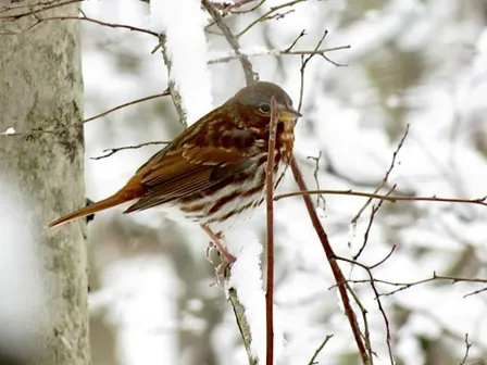 Resident Birds of Winter